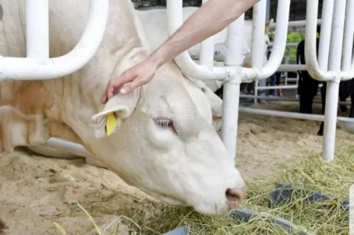 Оптова продажа лугового сіна та люцерни з доставкою- фото № 2