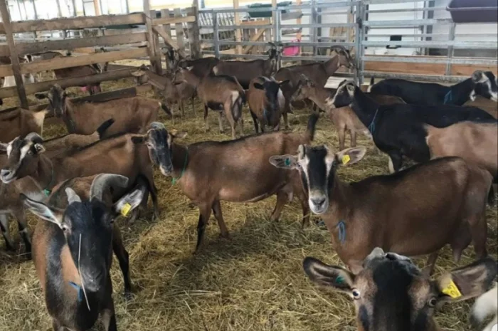 Оптова продажа лугового сіна та люцерни з доставкою- фото № 3