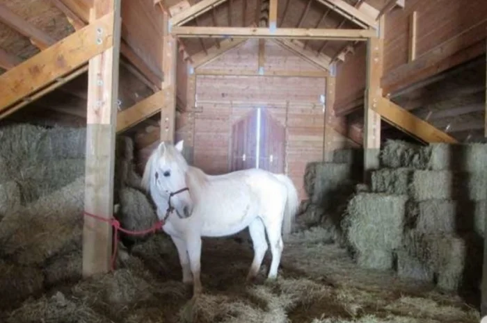 Оптова продажа лугового сіна та люцерни з доставкою- фото № 4