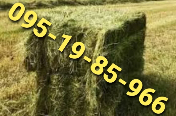 Сено в тюках мешках различных видов с доставкой на ферму- фото № 1