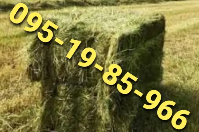 Сено в тюках мешках различных видов с доставкой на ферму- фото № 1