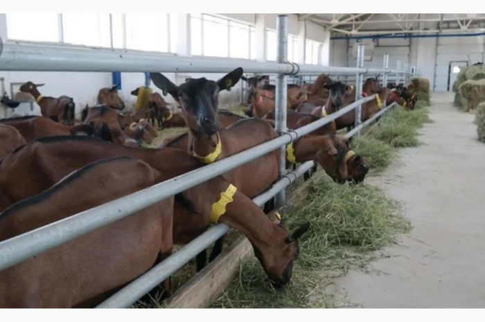 Сено в тюках мешках различных видов с доставкой на ферму- фото № 2