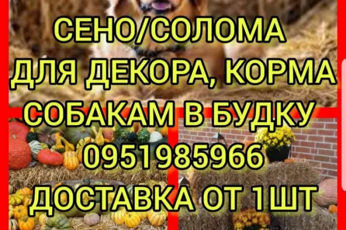 Люцерна, лугове сіно, солома в тюках мішках. Доставка. Обсяги- фото № 1