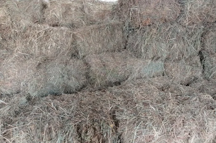 Продам тюковане сіно різнотрав'я- фото № 1