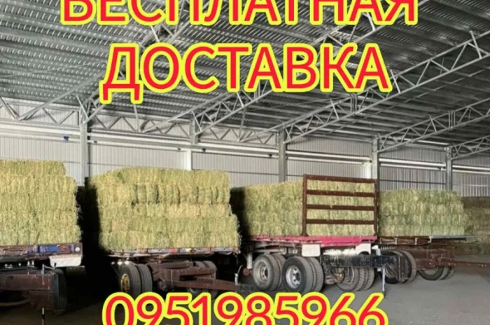 БЕСПЛАТНАЯ доставка сена лугового, люцерны, соломы в тюках- фото № 1