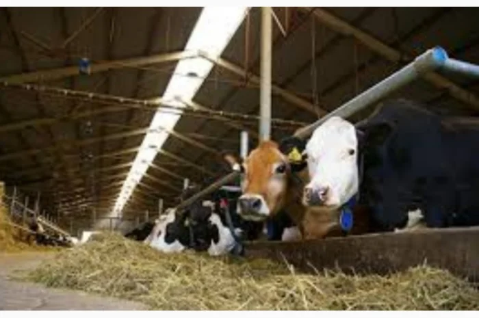 БЕСПЛАТНАЯ доставка сена лугового, люцерны, соломы в тюках- фото № 2