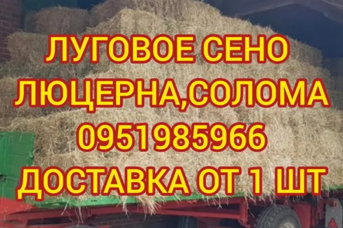 БЕЗКОШТОВНА доставка сіна лугового, люцерни, соломи в тюках- фото № 1