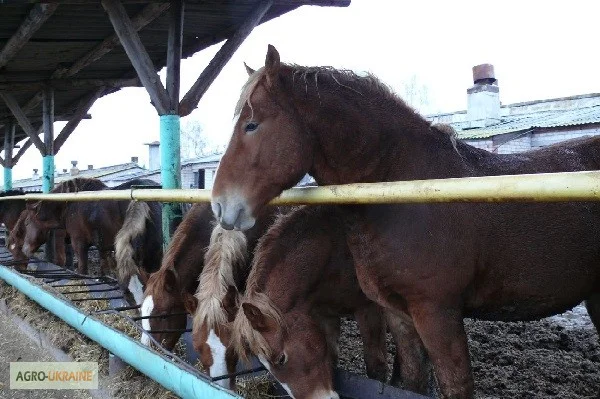 Сено луговое, люцерны для лошадей. Доставка бесплатная по Украине- фото № 1