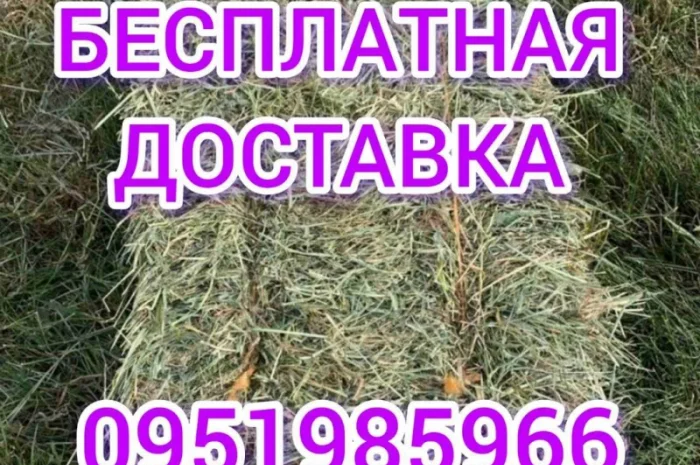 Сено луговое, люцерны для лошадей. Доставка бесплатная по Украине- фото № 2