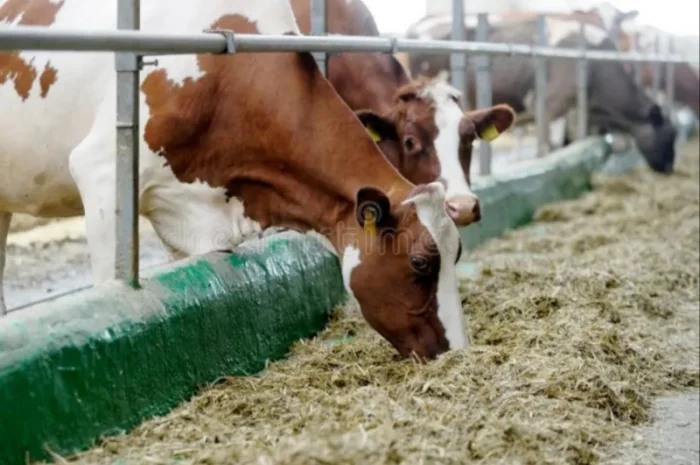 Сено луговое разнотравье, сено люцерны с доставкой- фото № 1