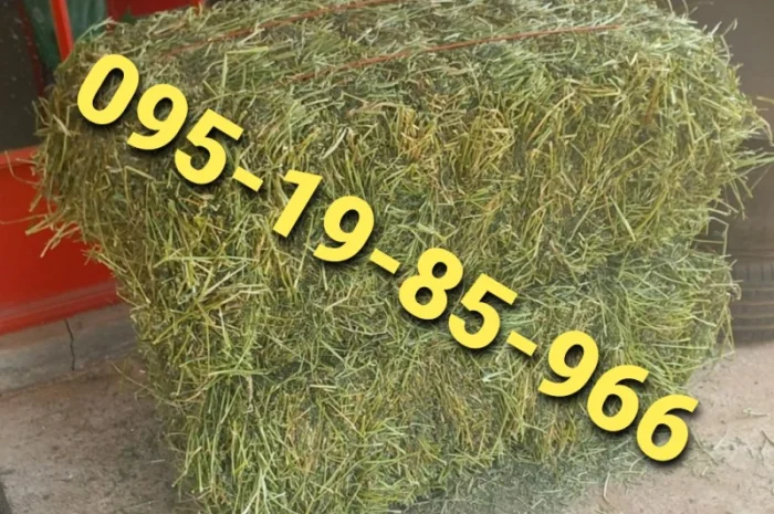 Сено луговое разнотравье, сено люцерны с доставкой- фото № 2