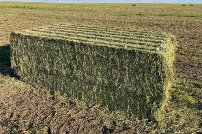 Продається Сіно Люцерни в гранулах- фото № 1