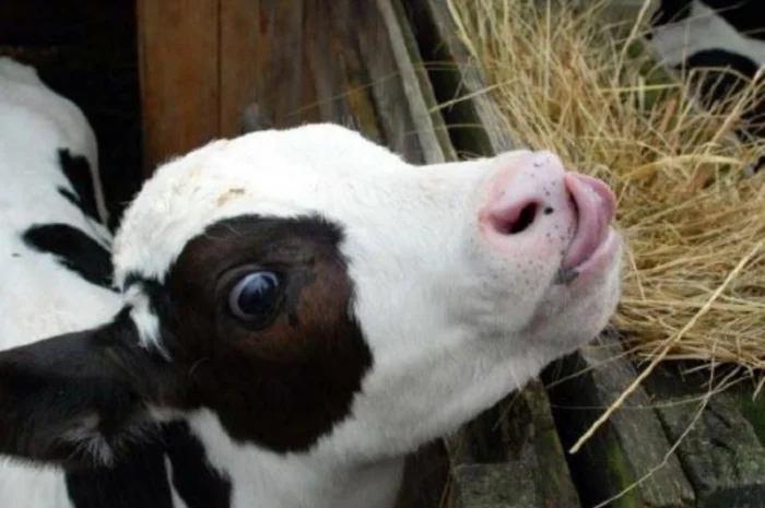 Есть в наличии! Большие объёмы. Сено люцерны, луговое, солома. Бесплатная доставка- фото № 2