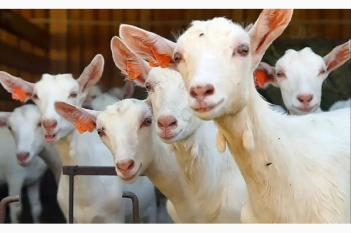 Есть в наличии! Большие объёмы. Сено люцерны, луговое, солома. Бесплатная доставка- фото № 3