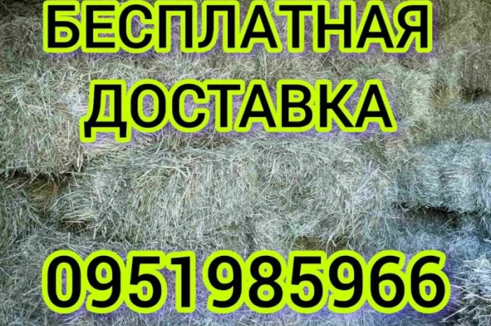 Продажа сена (луговое, люцерна), солома в тюках, мешках- фото № 1
