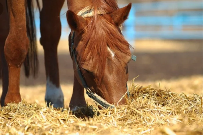 Продажа сена (луговое, люцерна), солома в тюках, мешках- фото № 3