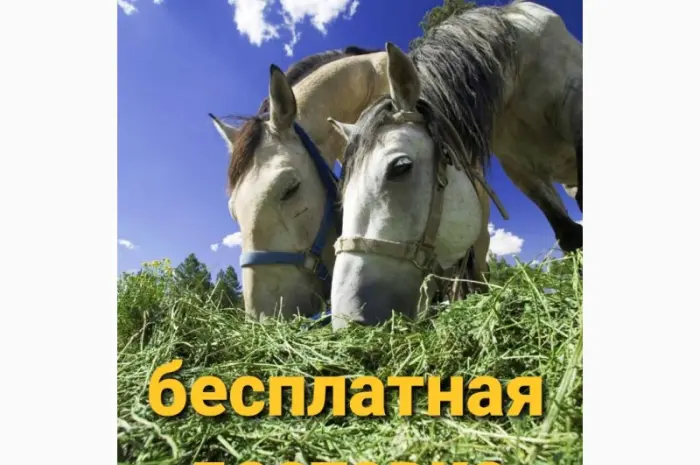 ЛЮЦЕРНА в тюках с бесплатной доставкой. Есть б.н. Объёмы. Качество- фото № 3