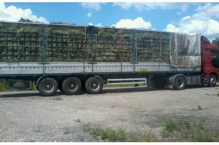 Сено люцерни та лугове - доставка включена у вартість- фото № 1