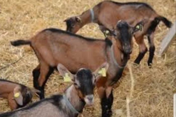 Сено люцерни та лугове - доставка включена у вартість- фото № 2