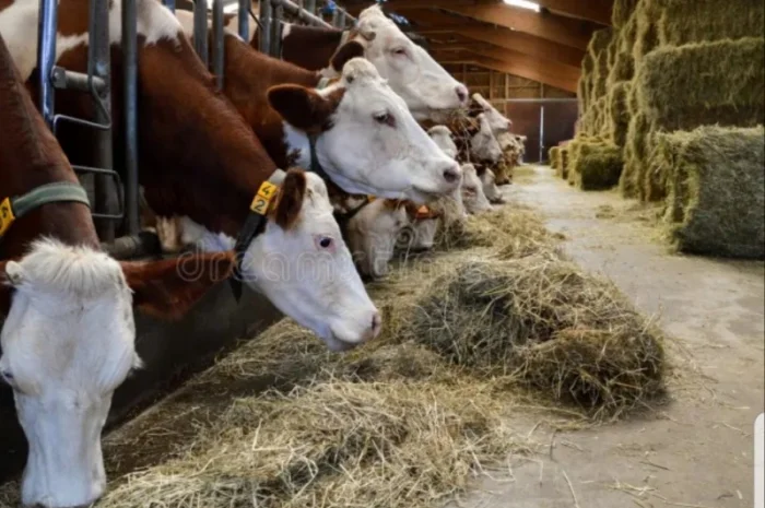 Сено люцерни та лугове - доставка включена у вартість- фото № 3