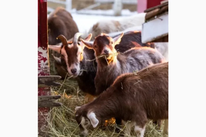 Сено в тюках с бесплатной доставкой по Украине. Большие объёмы- фото № 2