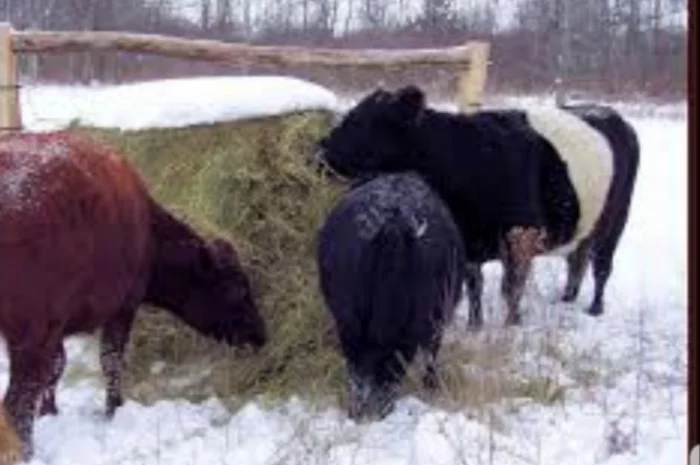 Сено в тюках с бесплатной доставкой по Украине. Большие объёмы- фото № 4