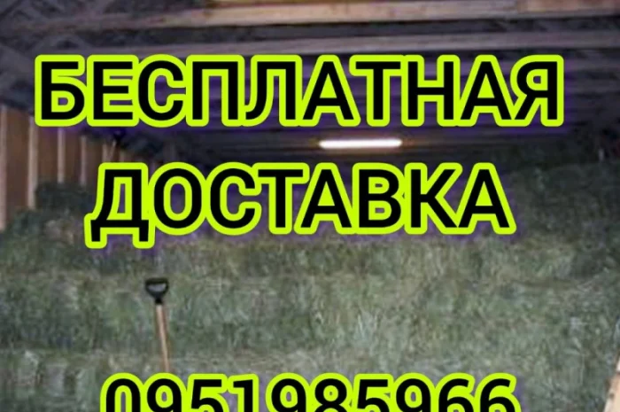 Сено люцерны, луговое в больших объемах с доставкой. Форма оплаты любая. Доступные цены- фото № 1