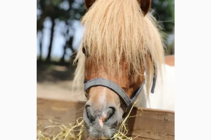 Сено люцерны, луговое в больших объемах с доставкой. Форма оплаты любая. Доступные цены- фото № 3