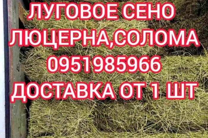 Сено люцерни, лугове в великих обсягах з доставкою. Форма оплати будь-яка. Доступні ціни- фото № 1