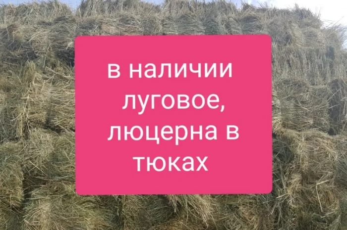 Люцерна в тюках, 800 тонн – бесплатная доставка по Украине- фото № 1