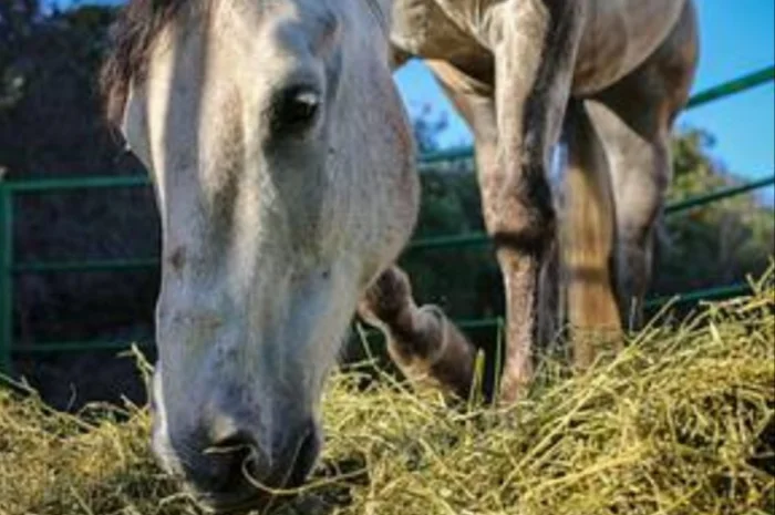 Люцерна в тюках, 800 тонн – бесплатная доставка по Украине- фото № 2