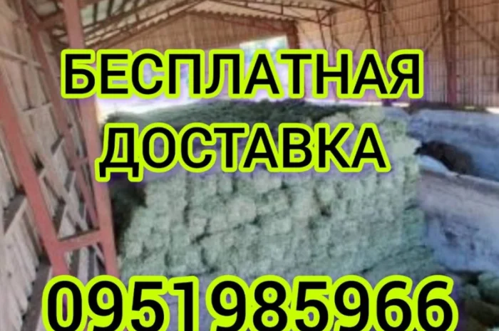 Продам луговое сено в тюках, люцерну, солому из зерновых с доставкой на дом- фото № 1