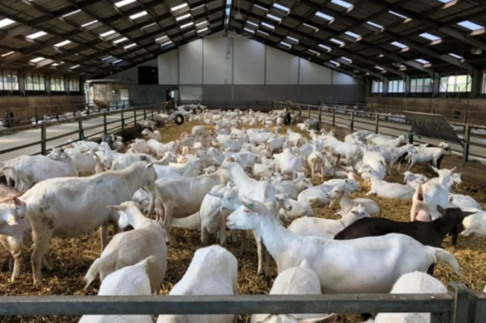 Продам луговое сено в тюках, люцерну, солому из зерновых с доставкой на дом- фото № 3