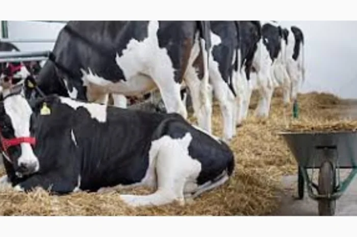 Сено луговое, Сено люцерны. Доставка. Объёмы. Качество- фото № 1