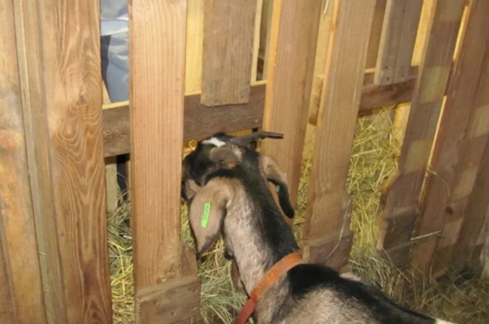 Сено луговое, Сено люцерны. Доставка. Объёмы. Качество- фото № 2