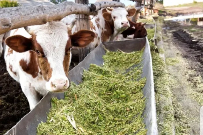 Продається лугове сено, люцерна в тюках з доставкою- фото № 1