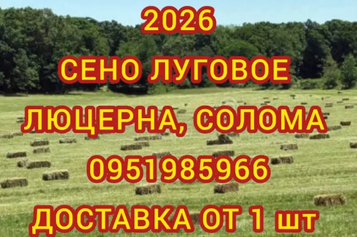 Продам лугове сіно. Сіно люцерни в тюках. Доставка включена в вартість- фото № 1