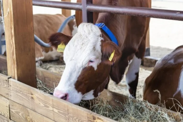 Продается сено для сельскохозяйственных животных. Высокое качество. Бесплатная доставка- фото № 2