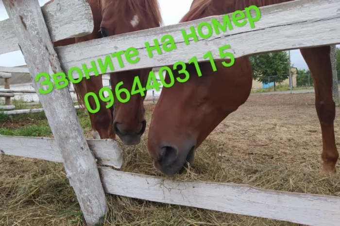 Сено луговое разнотравье в тюках. Доставим по Киевской области- фото № 1