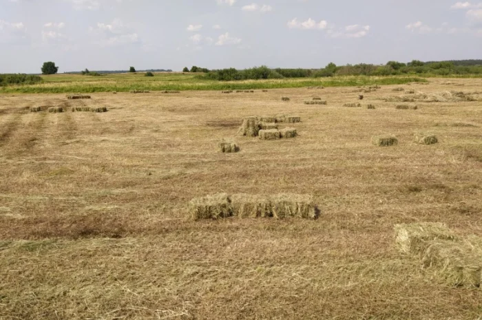Сено луговое разнотравье в тюках. Доставим по Киевской области- фото № 2