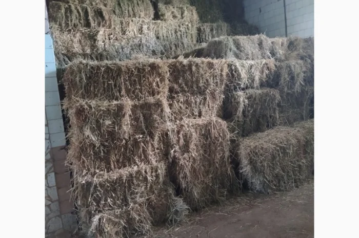 Сіно в тюках лугове різнотравя. Урожай 2022 року. Доставка- фото № 1