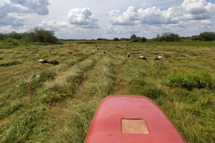 Луговое сено в тюках. Урожай 2022. Без предоплат- фото № 5