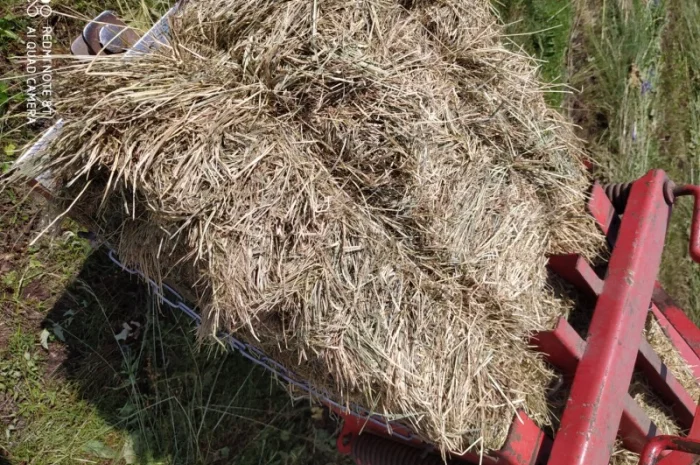 Лугове сіно в тюках, різнотравя. Урожай 2022 року. Доставка- фото № 1