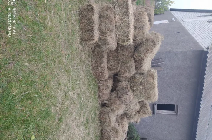 Лугове сіно в тюках, різнотравя. Урожай 2022 року. Доставка- фото № 2