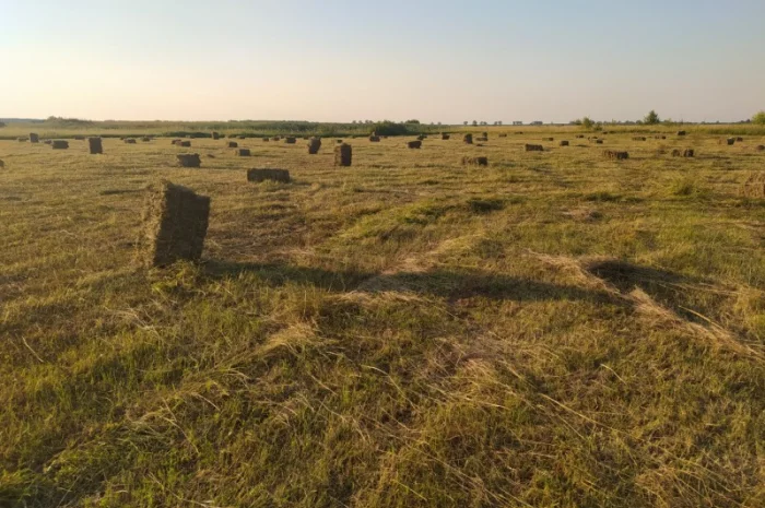 Сено. Урожай 2022. Собственного производства- фото № 2