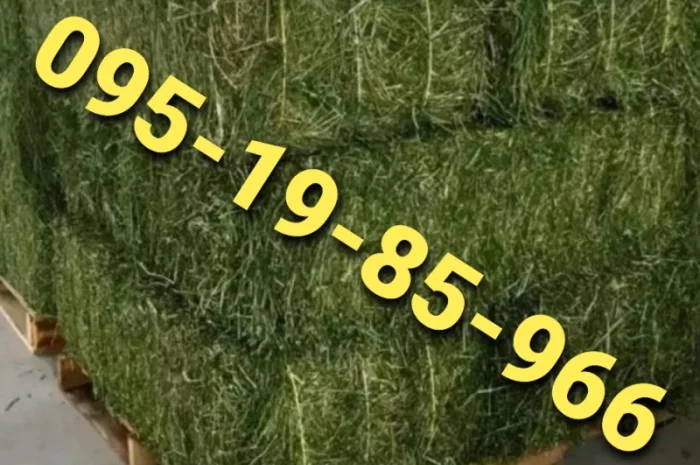 Лугове сено, люцерна та солома з доставкою по Україні- фото № 1