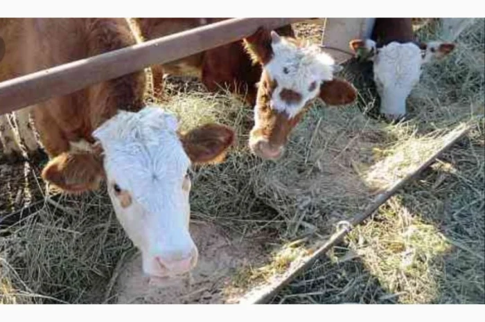 Лугове сено, люцерна та солома з доставкою по Україні- фото № 2