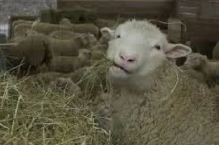 Сено, люцерна, солома, разнотравье. Возможна оплата по б/н- фото № 2