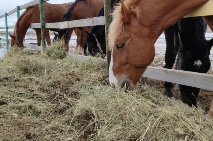 Сено, люцерна, солома, разнотравье. Возможна оплата по б/н- фото № 3