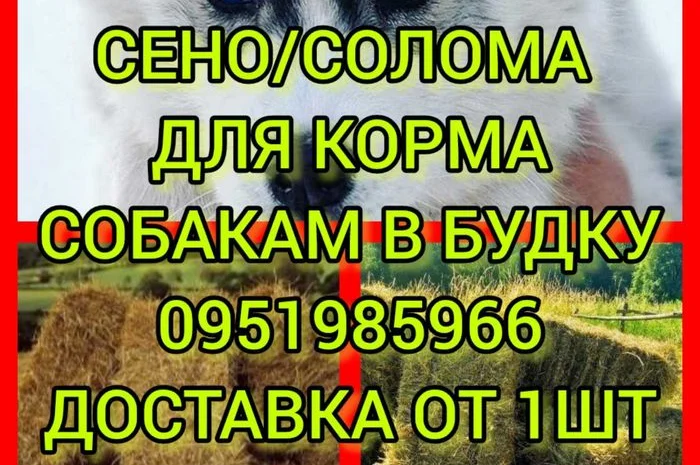 ДЛЯ ДЕКОРА, ФОТОСЕССИИ сено солома сіно в мешках, тюках. Доставка. Качество- фото № 1